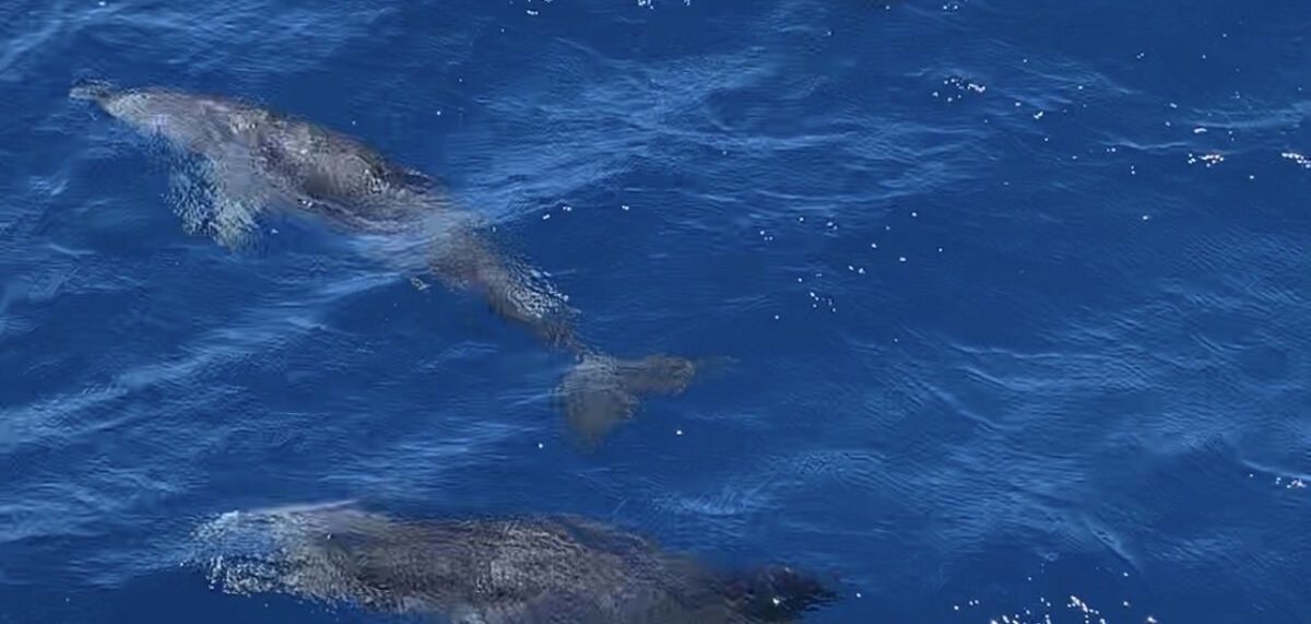 Bottlenose dolphins beside the boat in the Indian River Lagoon