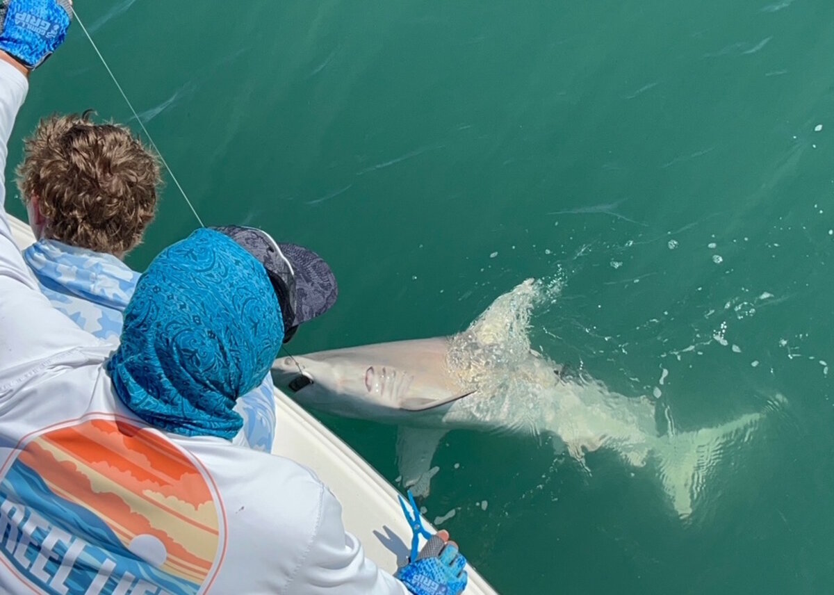 Shark caught alongside the boat on a big game charter at Sebastian Inlet