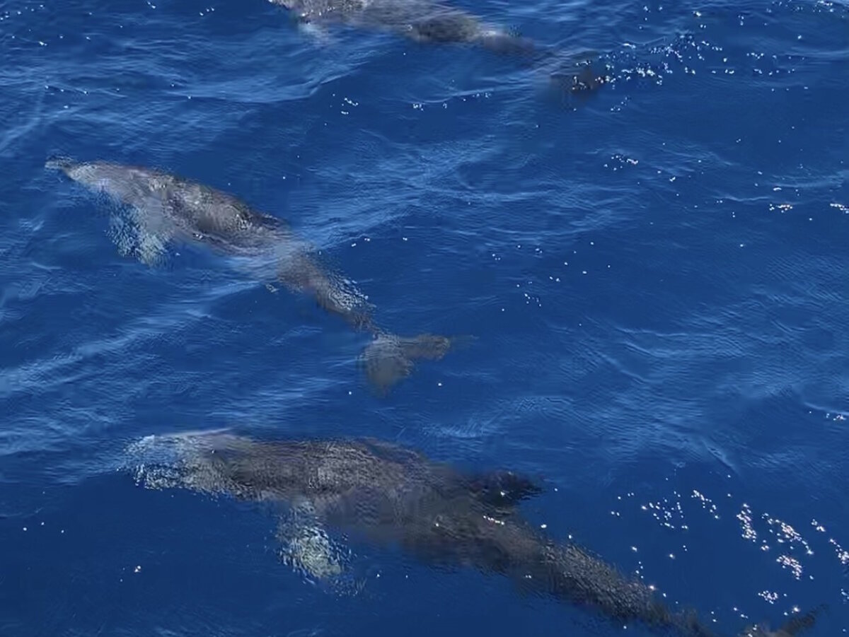 Dolphins spotted offshore during a charter trip from Sebastian Inlet