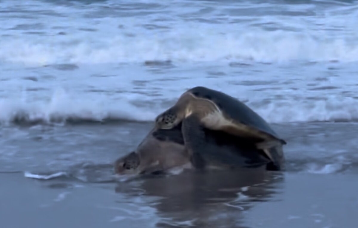 Sea turtles spotted near Sebastian Inlet