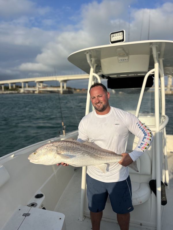 Redfish near the Sebastian Inlet bridge