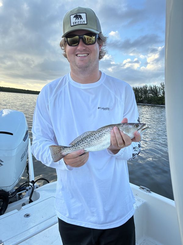 Spotted seatrout from the Indian River Lagoon