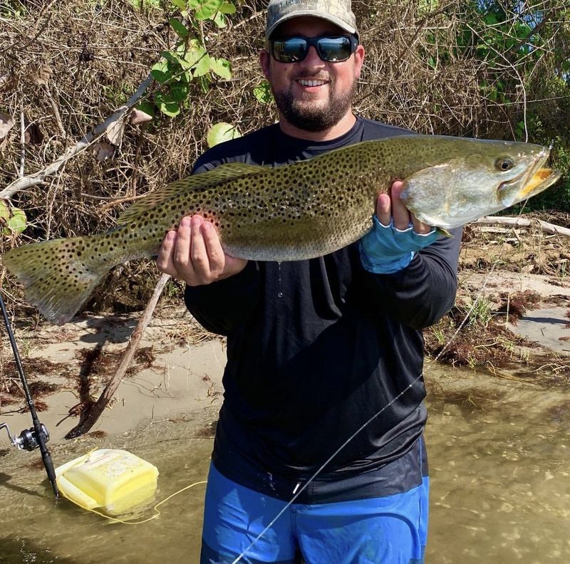 Spotted seatrout from the mangrove shoreline