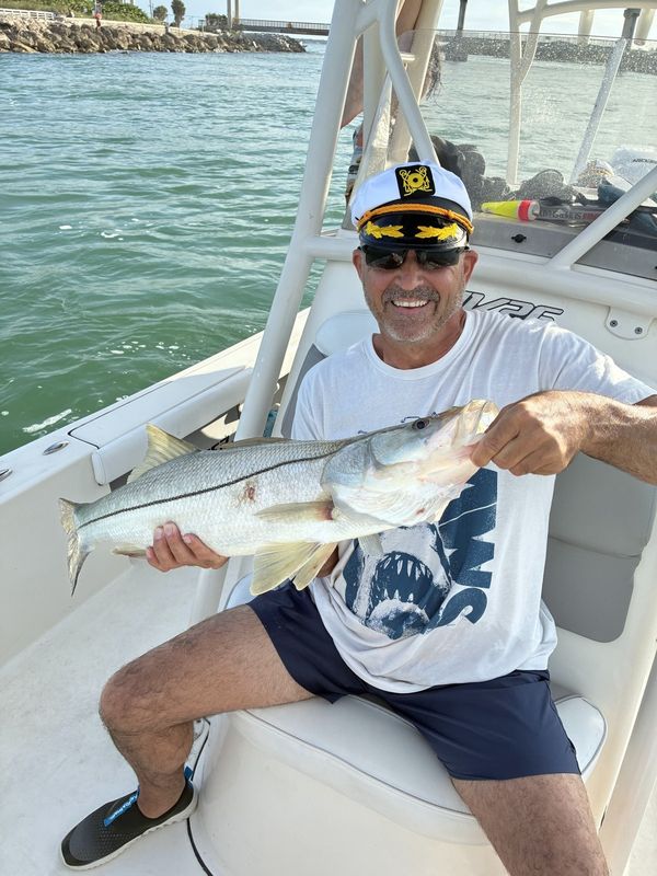 Snook caught on a half day inshore charter near Sebastian Inlet