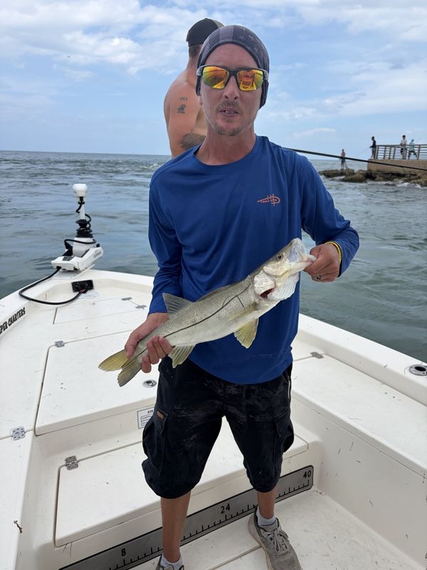 Snook caught inshore with Zookeeper Charters