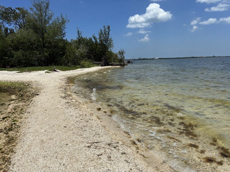 Shell beach on a spoil island, where the shark teeth are