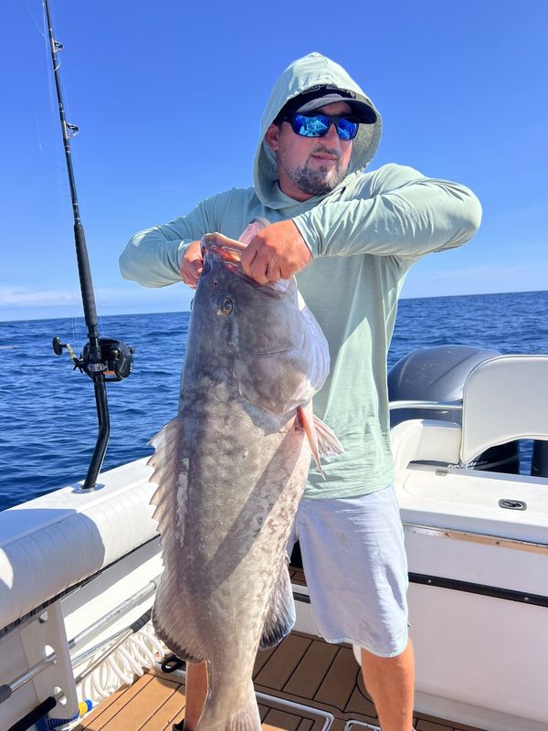 Big grouper from the reefs outside Sebastian Inlet