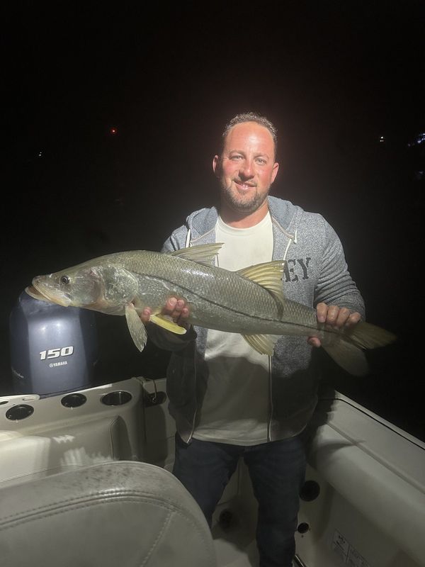 Snook caught at night under the lights