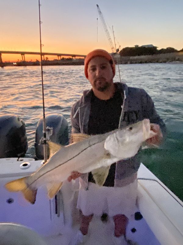 Night snook at the dock lights