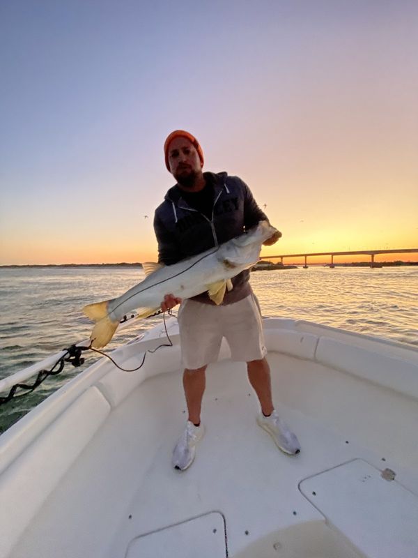 Big snook caught at night near the Sebastian Inlet bridge