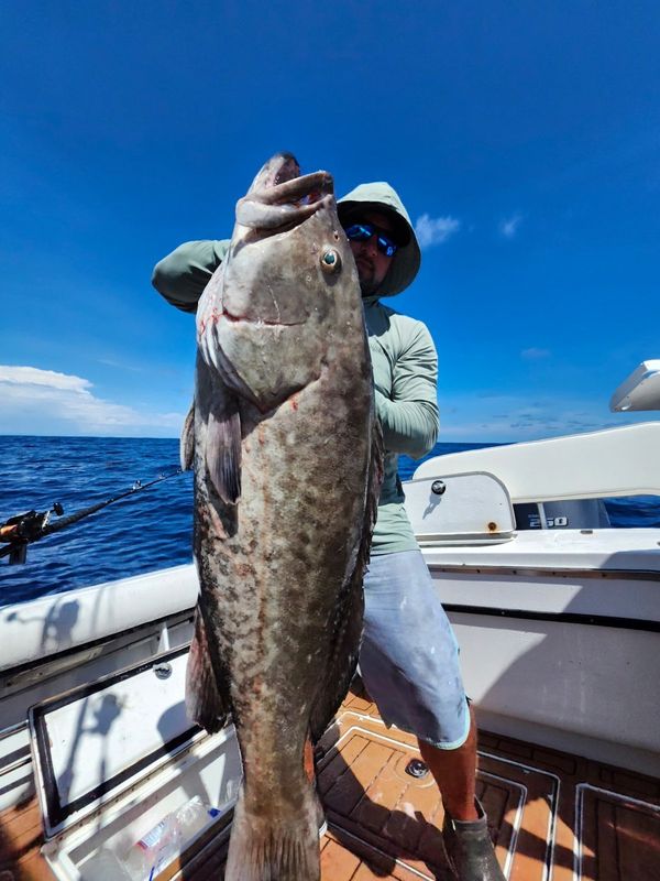 Goliath grouper held boatside before release