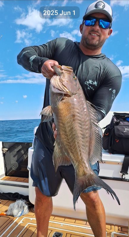 Grouper held up on an offshore trip