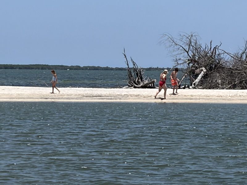 Driftwood beach on a sandbar day