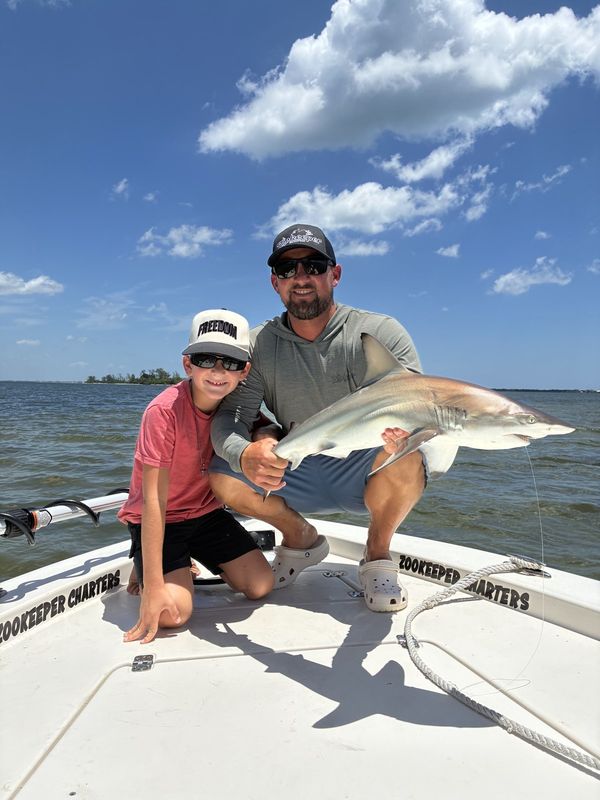 Blacktip shark boatside on a big game charter
