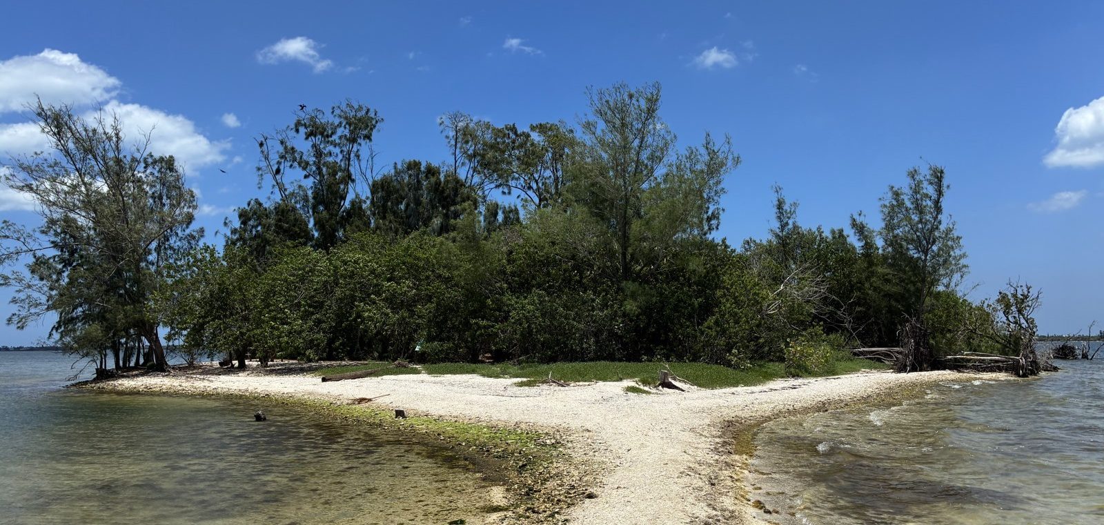 A spoil island in the Indian River Lagoon