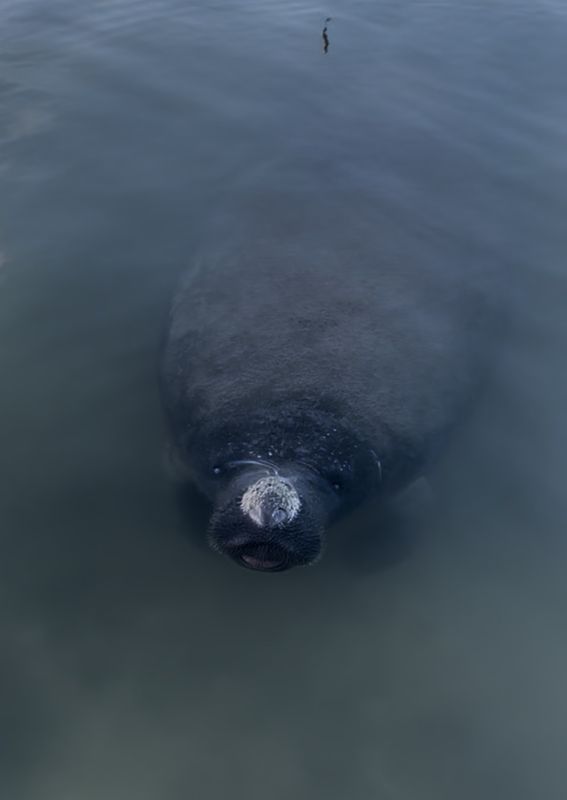 Manatee surfacing beside the boat
