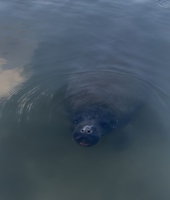Manatee coming up for a breath in the lagoon
