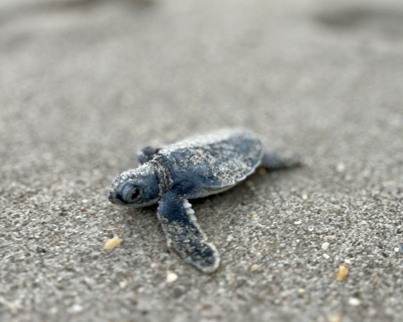Sea turtle hatchling on the beach near Melbourne Beach