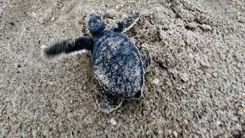 Sea turtle hatchling heading for the water