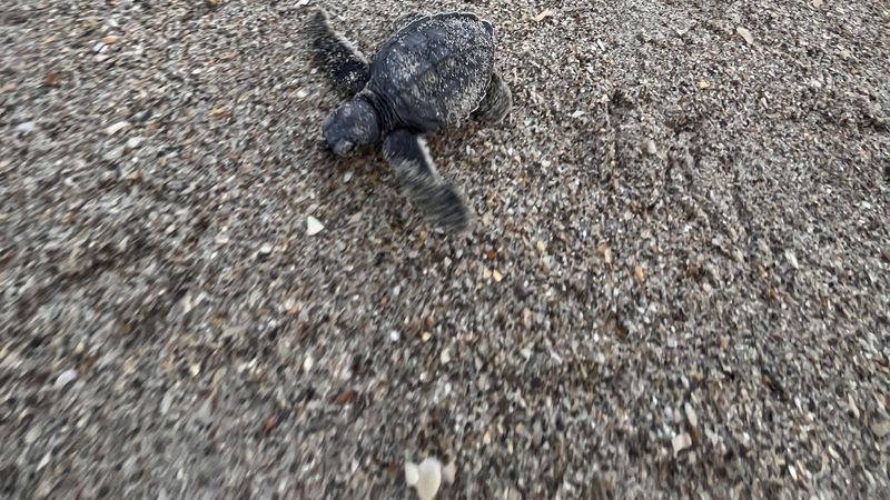 Hatchling tracks on the beach